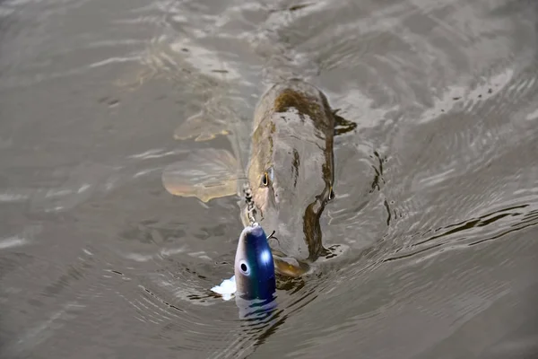 Lucio Recién Capturado Norte Por Pescador Deportivo Nadando Con Azul — Foto de Stock