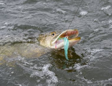 Kuzey pike bir Maggie ile ağzını bir renkli pike balıkçılık sinek tarafından Ekim bulutlu gün adalar Güney Finlandiya'nın Baltık denizde yakaladı çengel. 