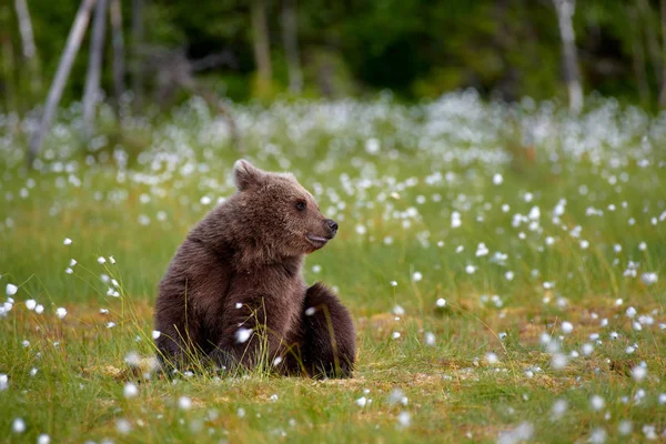 Young Brown Bear Sitting Middle Cottongrass Flowers Finnish Swamp Eastern — Stock Photo, Image