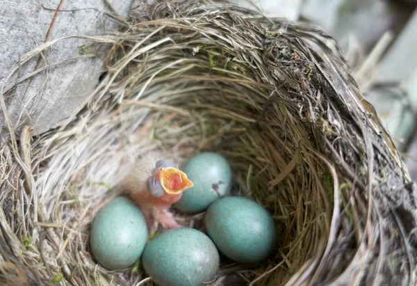 Nieuw Uitgebroed Harig Veld Chick Een Nest Openen Zijn Snavel — Stockfoto