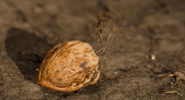 yerde yatan bir ağaçtan ceviz düştü.