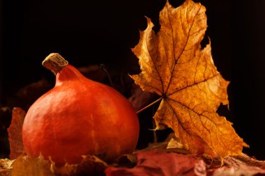 Cadılar Bayramı Balkabağı ormanda yaprakların üzerinde yakın çekim