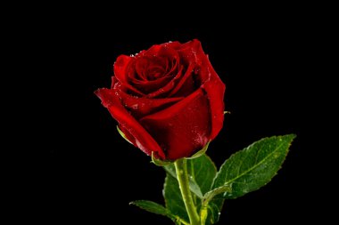 siyah bir arka plan üzerinde bir kırmızı gül