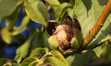 Olgun Fındık ceviz ağacının