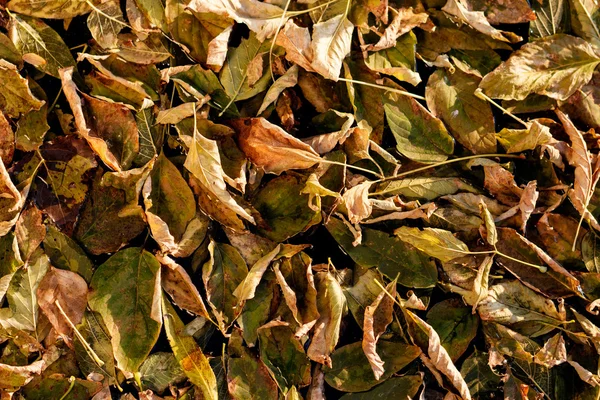 Fondo natural de otoño con hojas de arce de colores —  Fotos de Stock