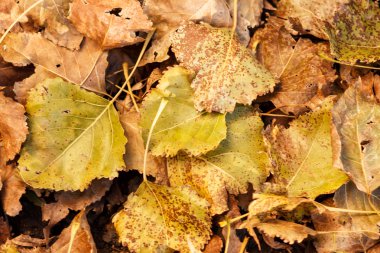 Renkli akçaağaç yapraklarıyla sonbahar doğal arka planı