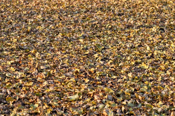 Autumn natural background with colorful maple leaves — Stock Photo, Image