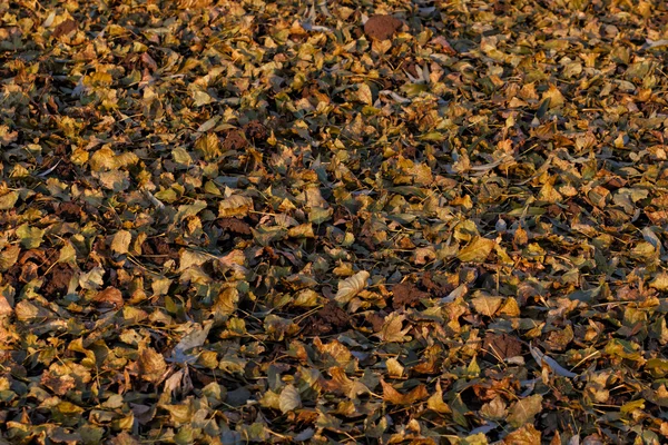 Autumn natural background with colorful maple leaves — Stock Photo, Image