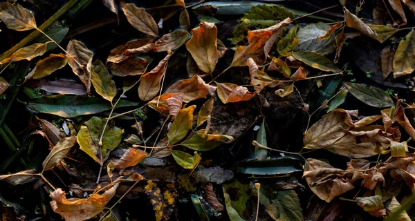 Autunno sfondo naturale con foglie d'acero colorate — Foto Stock