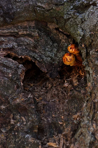 Funghi sull'albero — Foto Stock