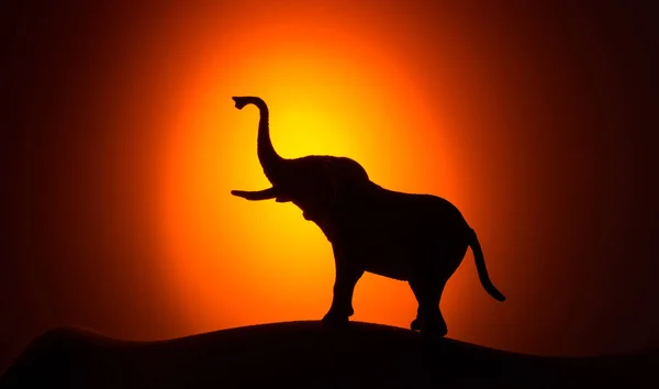 Silhouette-elefant i bakgrunnen av solnedgang – stockfoto