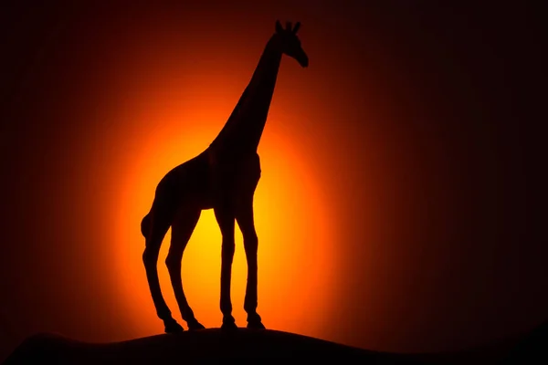 Giraffe Silhouette at Sunrise — Stock Photo, Image