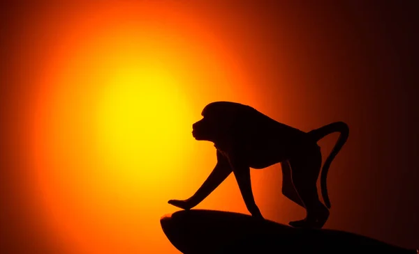 Monkey siluett på sunset — Stockfoto
