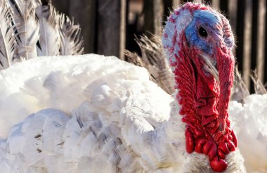 Sokaktaki güzel siyah kedi