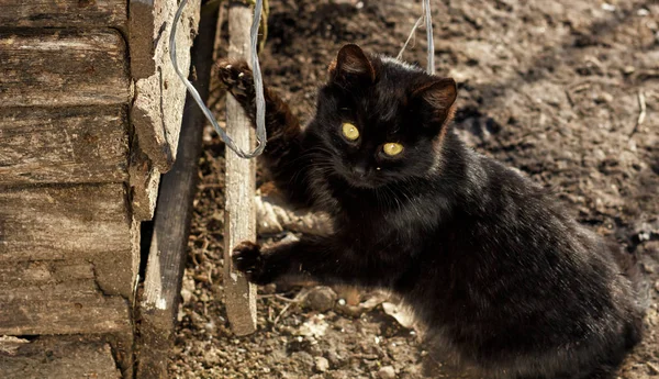 Schöne schwarze Katze auf der Straße — Stockfoto