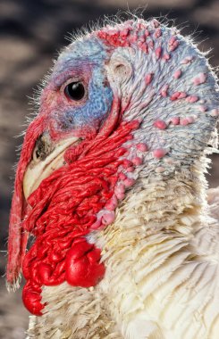 Sokaktaki güzel siyah kedi