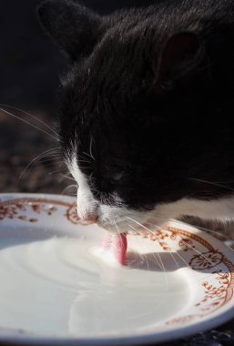 Kaseden süt içme kediler