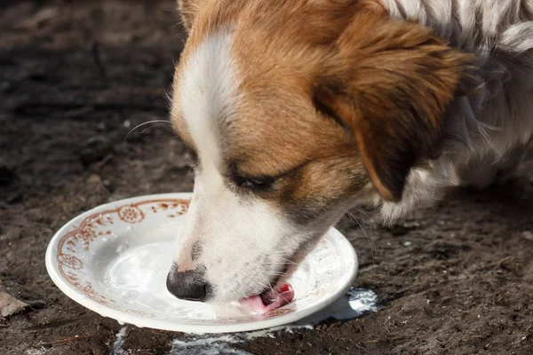 Собака пьет молоко из миски — стоковое фото