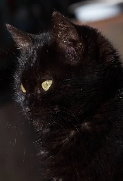 Schöne schwarze Katze auf der Straße — Stockfoto