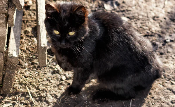 Mooie zwarte kat op straat — Stockfoto