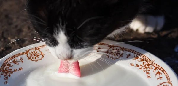 Macska tejet iszik tál — Stock Fotó