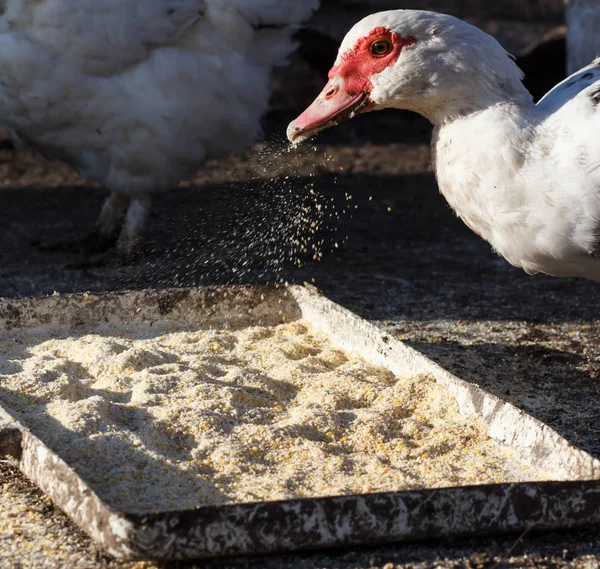Free range poultry roam the yard on a small farm — Stock Photo, Image