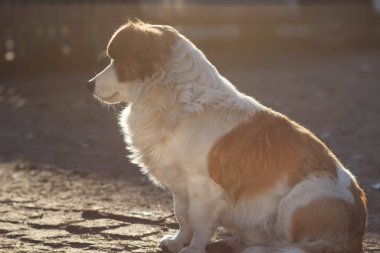 kırmızı beyaz köpek