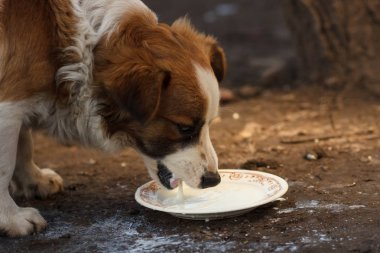 Köpek kaseden içme sütü