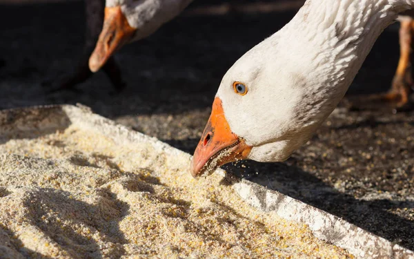 Aves de corral libres vagan por el patio en una pequeña granja — Foto de Stock