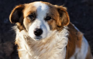 kırmızı beyaz köpek