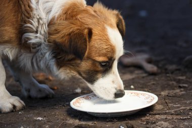 Köpek kaseden içme sütü
