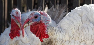 White Turkey Outdoors clipart