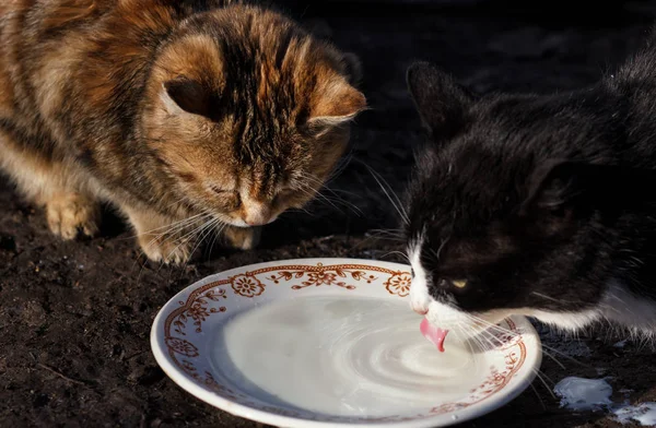 Macska tejet iszik tál — Stock Fotó