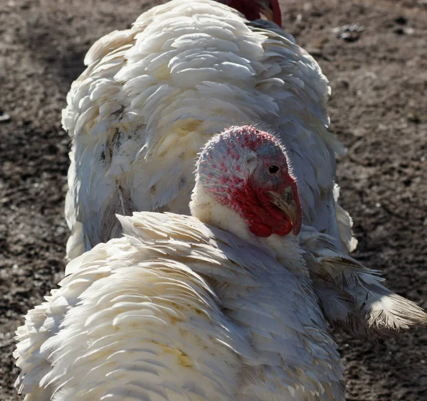 White Turkey Outdoors