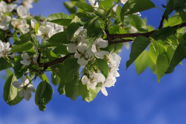 çiçek açan elma ağacı. Pembe narin çiçekler ve tomurcukları