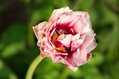 Pink tulip in the spring close up