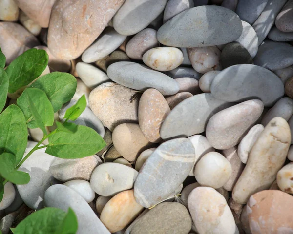 White pebbles stone texture and background — Stock Photo, Image