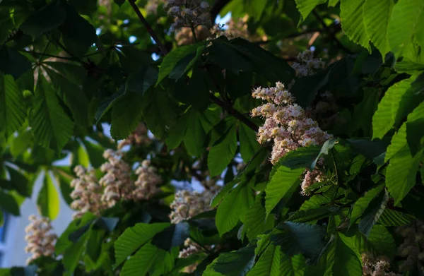 White horse-chestnut, Aesculus carnea, hybrid Aesculus hippocastanum — Stock Photo, Image