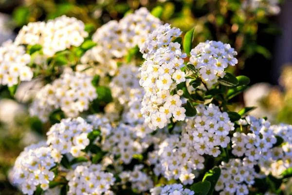 Фон маленьких белых цветов цветущих кустов — стоковое фото