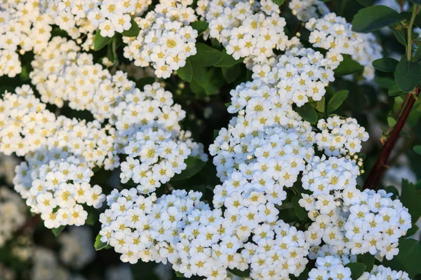 Arka plan küçük beyaz çiçek açan bush çiçekler — Stok fotoğraf