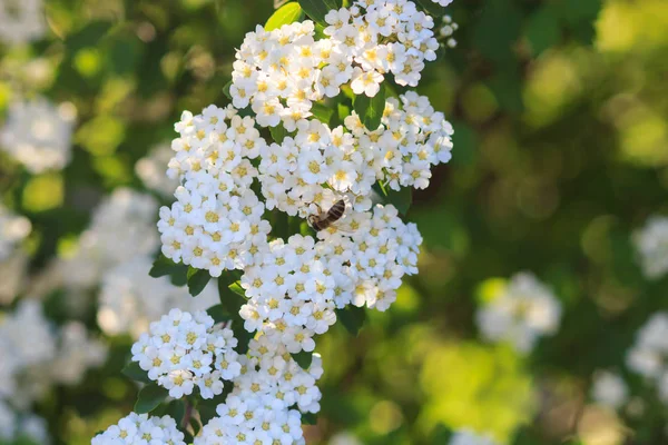 Sfondo di piccoli fiori bianchi fioritura cespuglio — Foto Stock