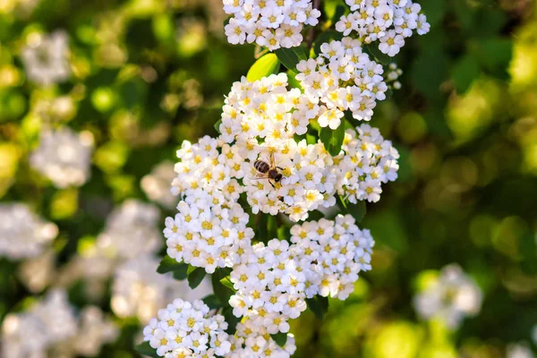 Sfondo di piccoli fiori bianchi fioritura cespuglio — Foto Stock