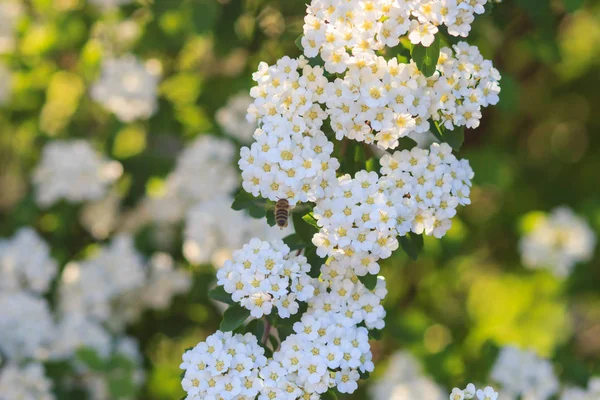 Sfondo di piccoli fiori bianchi fioritura cespuglio — Foto Stock