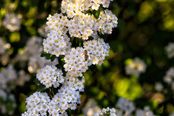 Sfondo di piccoli fiori bianchi fioritura cespuglio — Foto Stock