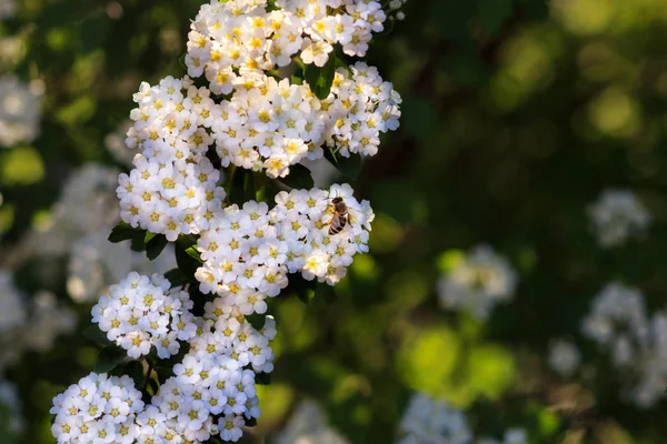 Background of little white flowers blooming bush — Stock Photo, Image