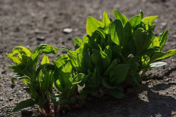 Planta joven creciendo a través de la tierra, concepto de esperanza —  Fotos de Stock