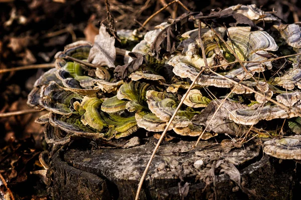 Bahar Park peyzaj. Orman bahar