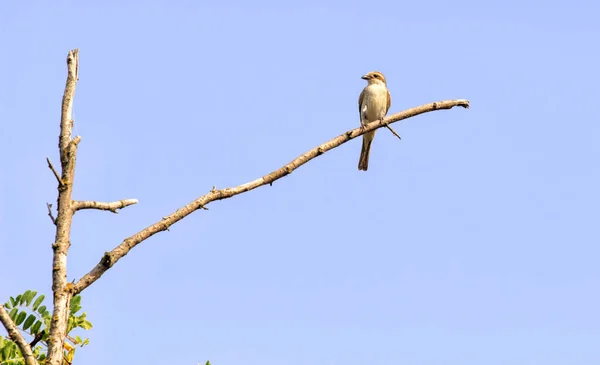 Sjungande fågel på en gren mot morgonsolen — Stockfoto