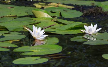 Beyaz Nilüfer ve bir arı