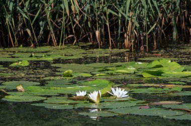 Beyaz Nilüfer ve bir arı